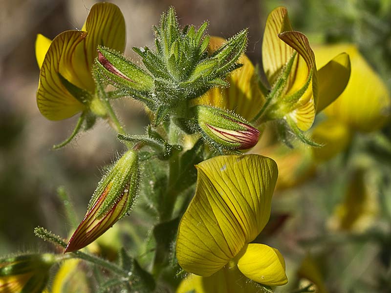 Flor de la hierba garbancera (Ononis pubescens)