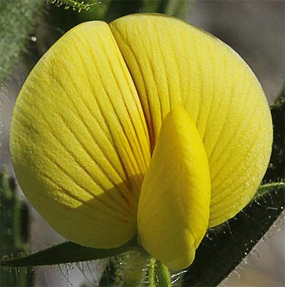 Flor de la hierba garbancera (Ononis pubescens)
