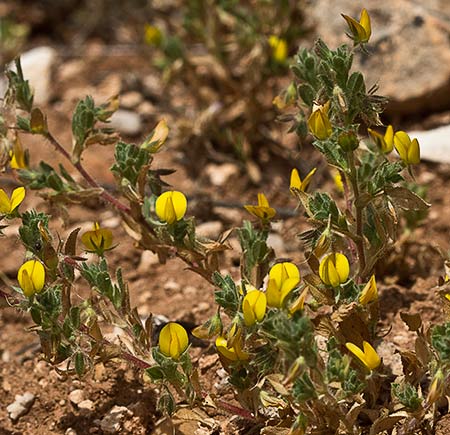 Matas de la hierba garbancera (Ononis pubescens)