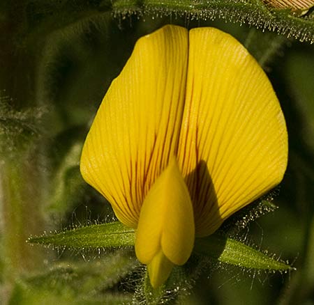 Flor de la hierba garbancera (Ononis pubescens)