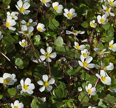Flores de la Hierba lagunera en el Pusa (Ranunculus aquatilis)