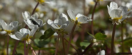 Flores de la Hierba lagunera en el Pusa (Ranunculus aquatilis)