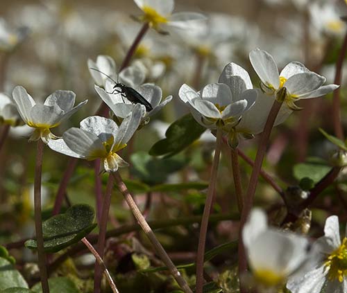 Flores de la Hierba lagunera en el Pusa (Ranunculus aquatilis)