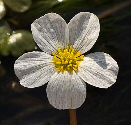 Flor de la Hierba lagunera (Ranunculus aquatilis)