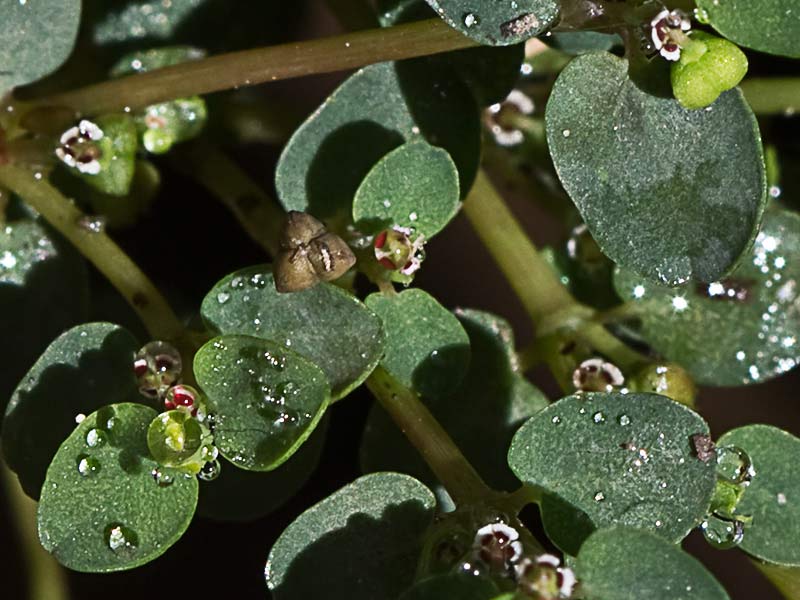 Hierba meona (Chamaesyce serpens)
