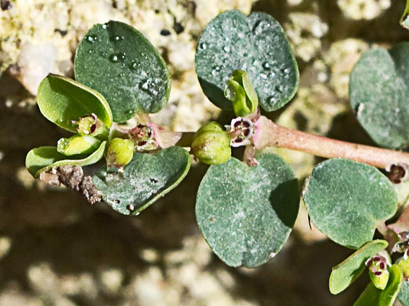 Hierba meona (Chamaesyce serpens)