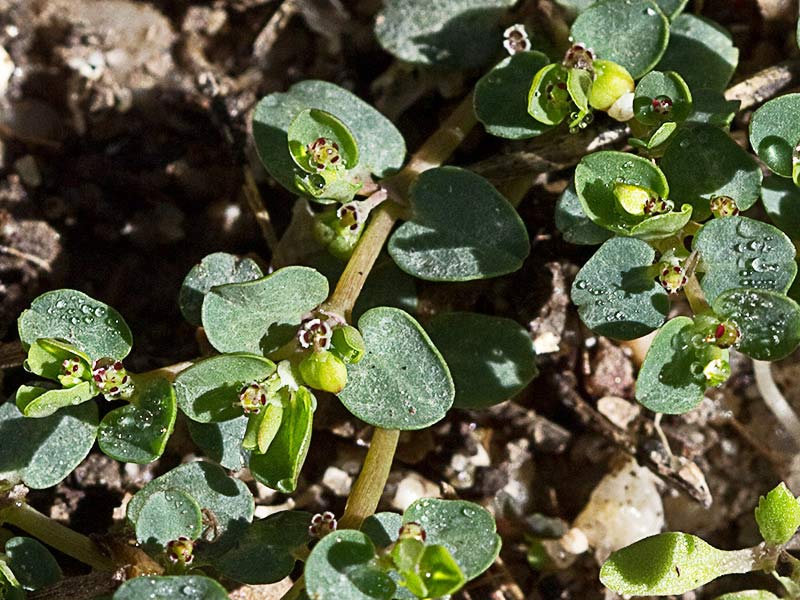 Hierba meona (Chamaesyce serpens)
