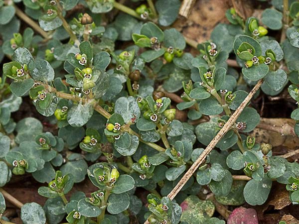 Hierba meona (Chamaesyce serpens)