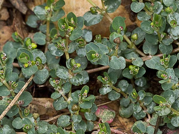 Hierba meona (Chamaesyce serpens)