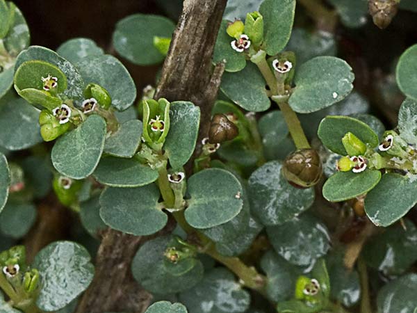 Hierba meona (Chamaesyce serpens)