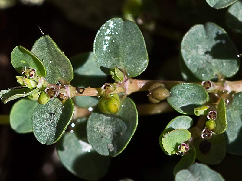 Hierba meona (Chamaesyce serpens)