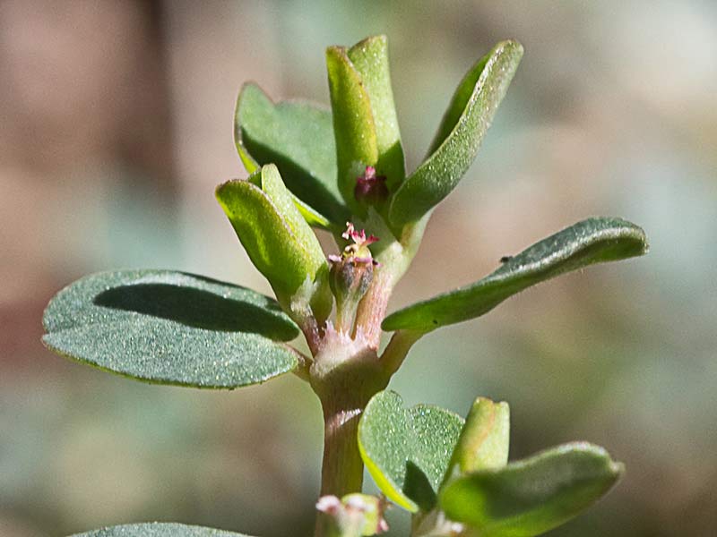 Hierba meona (Chamaesyce serpens)