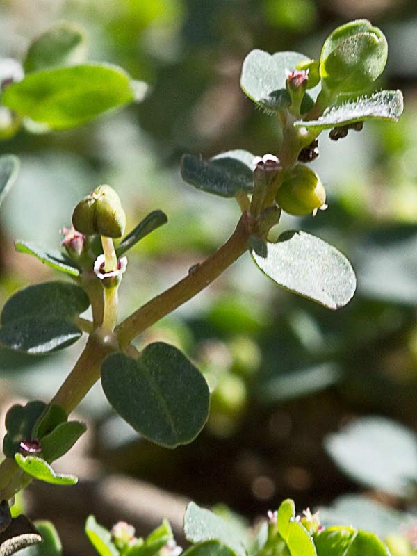 Hierba meona (Chamaesyce serpens)