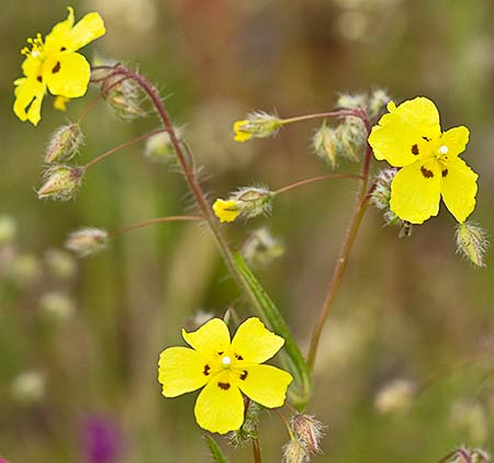 Tuberaria guttata, mata
