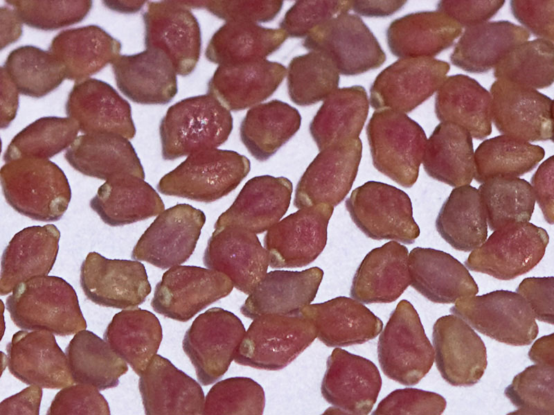 Semillas y restos placentarios de la hierba del cuadrillo (Helianthemum salicifolium)