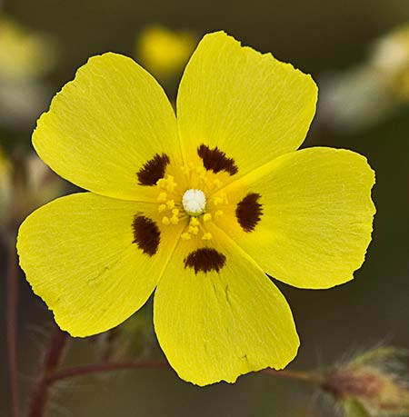Tuberaria guttata