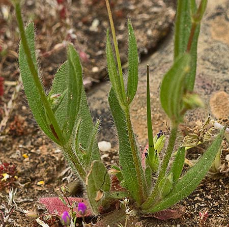 Tuberaria guttata