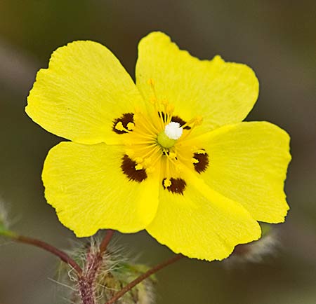 Tuberaria guttata