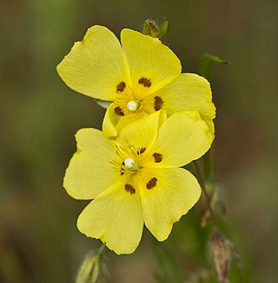 Tuberaria guttata, hierba turmera