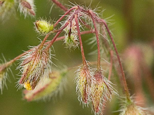Tuberaria guttata, hierba turmera