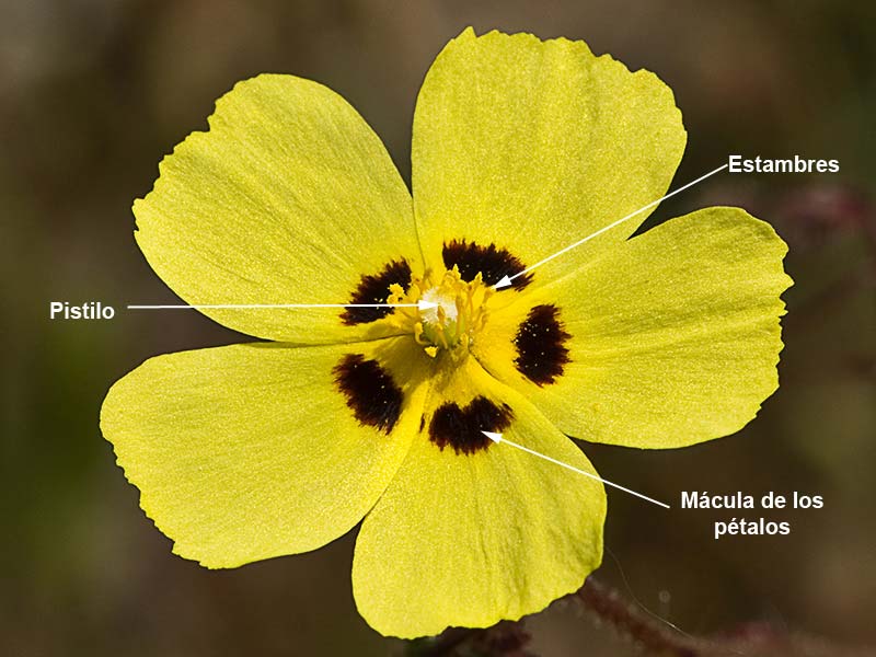 Tuberaria guttata, hierba turmera
