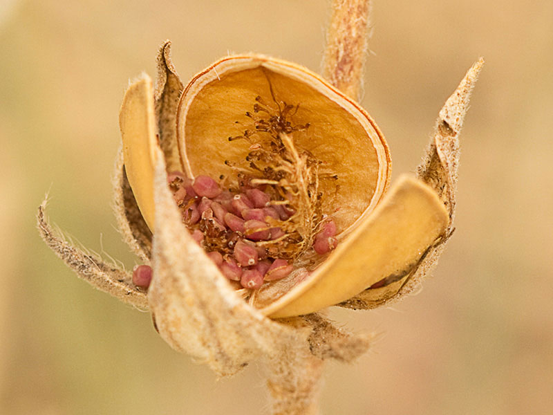 Fruto en cápsula  de la hierba del cuadrillo (Helianthemum salicifolium)