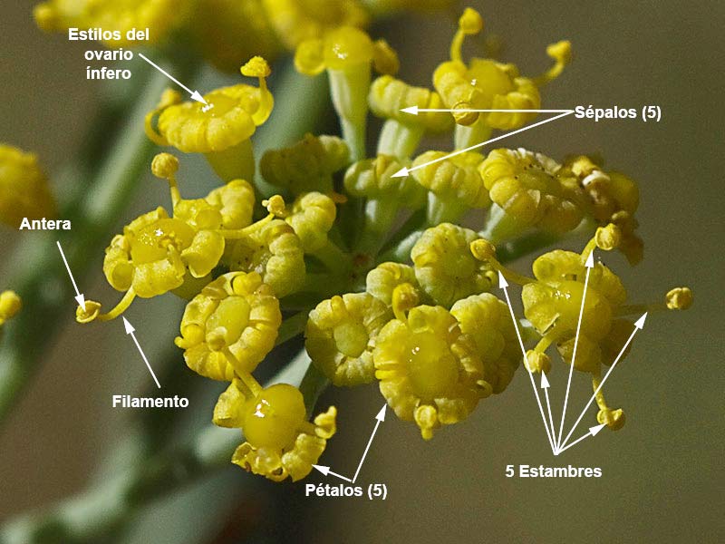 Hinojo (Foeniculum vulgare)