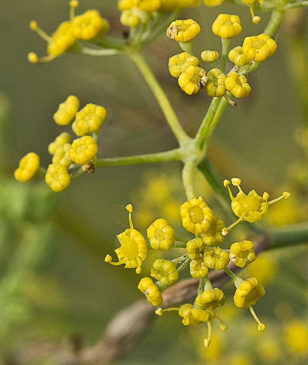 Hinojo (Foeniculum vulgare)