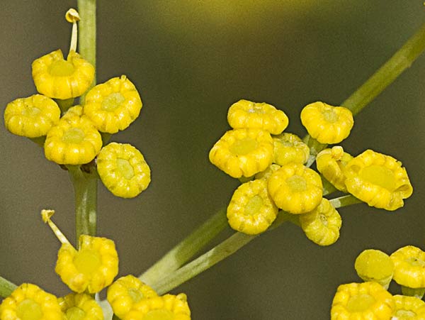 Hinojo (Foeniculum vulgare)