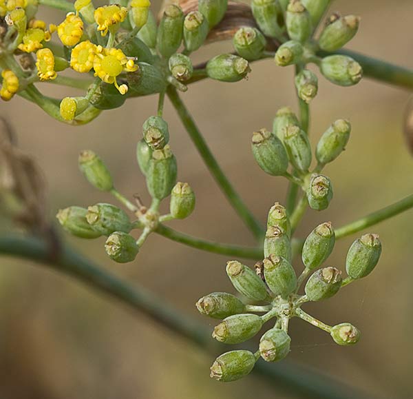 Hinojo (Foeniculum vulgare)