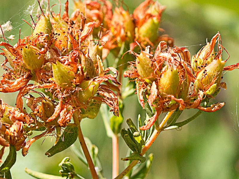 Fruto del hipérico o hierba de las heridas (Hypericum perforatum)