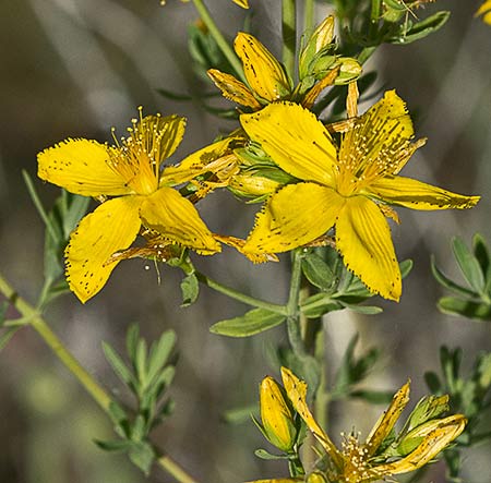 Hipérico, hierba de San Juan, hierba de las heridas (Hypericum perforatum)