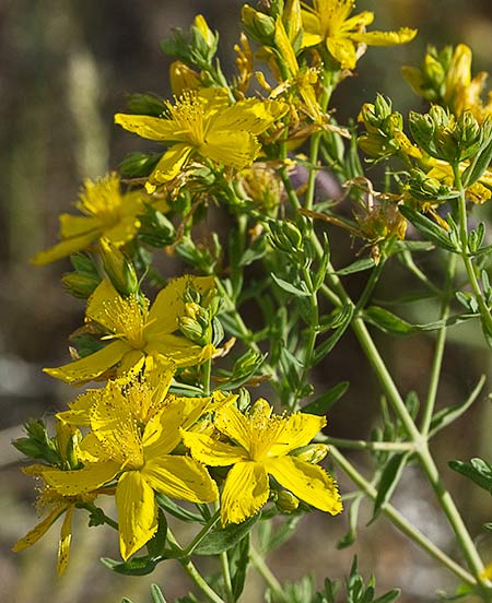 Infloresecencia del hipérico (Hypericum perforatum)