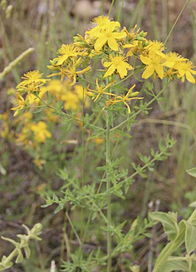 Mata de hipérico(Hypericum perforatum) 