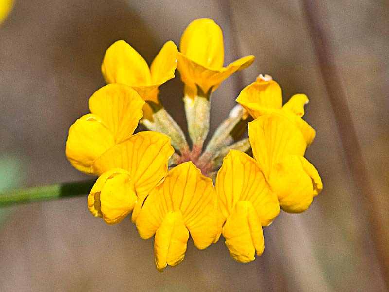 Disposición radial de las flores de la Hierba de la herradura (Hippocrepis ciliata)