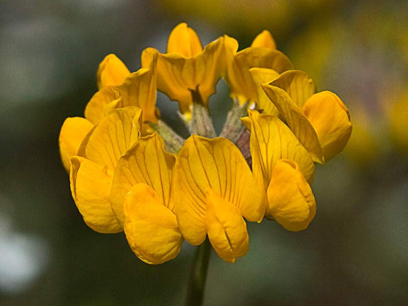 Disposición radial de las flores de la Hierba de la herradura (Hippocrepis ciliata)