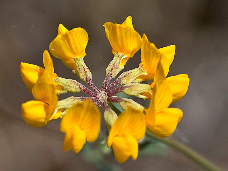 Disposición radial de las flores de la Hierba de la herradura (Hippocrepis ciliata)