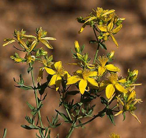 Hipérico, hierba de las heridas (Hypericum perforatum)