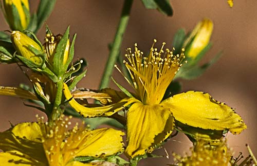 Hipérico, hierba de las heridas (Hypericum perforatum)