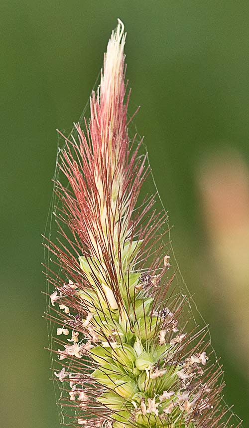 Setaria pumila