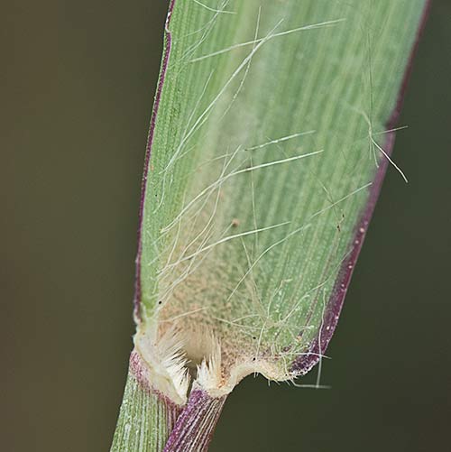 Tallo, auricula y vaina del Hopillo. Setaria pumila