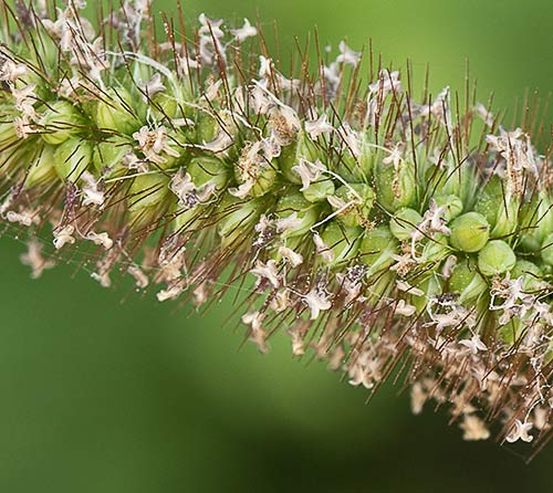 Inflorescencia del Hopillo. Setaria pumila