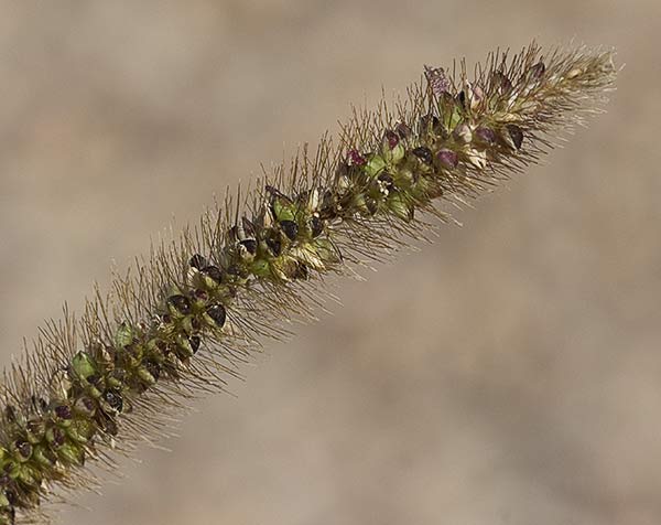 Hopillo (Setaria pumila)