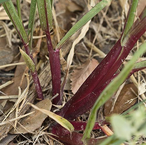 Origen de los tallos del Hopillo. Setaria pumila