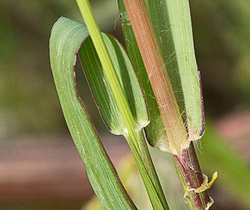 Tallos del Hopillo. Setaria pumila