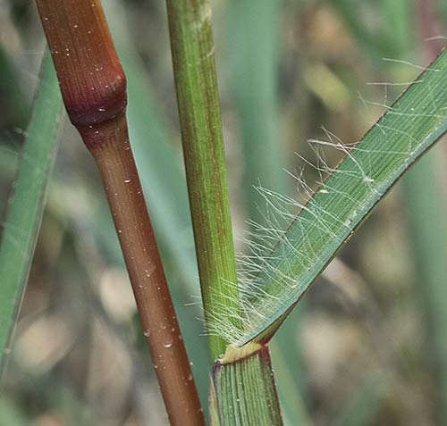 Tallos, vaina y hojas del Hopillo. Setaria pumila