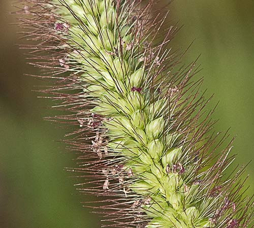 Espiguilla del Hopillo. Setaria pumila