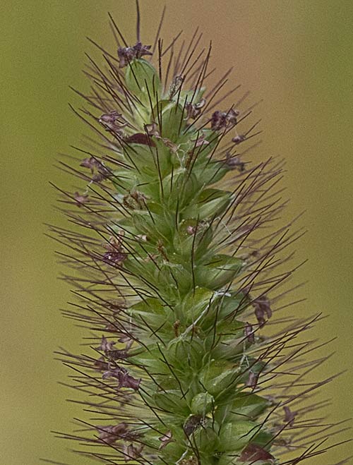 Granos del Hopillo. Setaria pumila