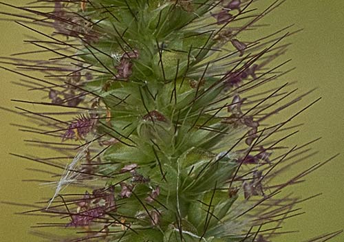 Flores y frutos del Hopillo. Setaria pumila