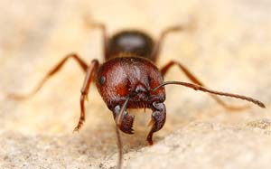 Hormiga macho